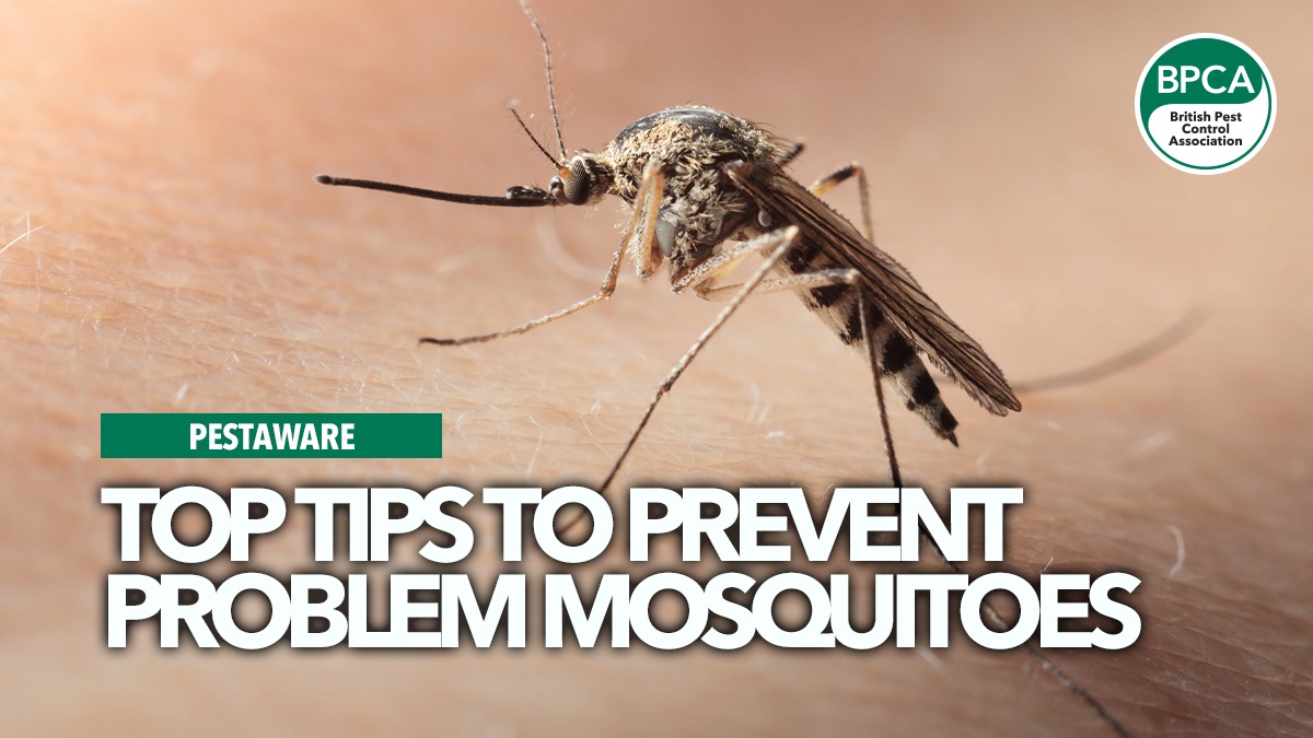prevent-problem-mosquitoes-pestaware prevent-problem-mosquitoes-pestaware